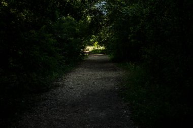 Ormanın içinden bak. Güzel doğa. Sağlık için ormanda yürü. Ekolojik temiz orman havası.