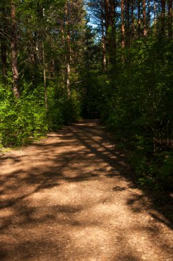Ormanın içinden bak. Güzel doğa. Sağlık için ormanda yürü. Ekolojik temiz orman havası.