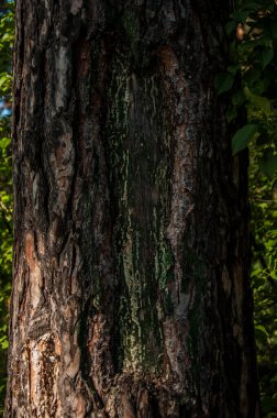 Çam kabuğunun dokusu yosun ile kaplıdır.