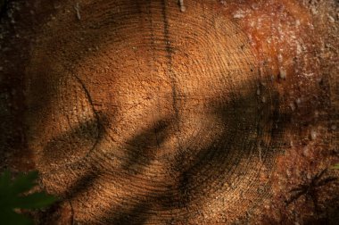 Yeni kesilmiş çam ağacı kütüğü, görünen ağaç halkası desenli. Peyzaj ve peyzaj tasarımı.