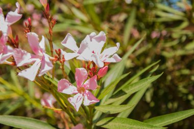 Neryum zakkum ağacının pembe çiçekleri 
