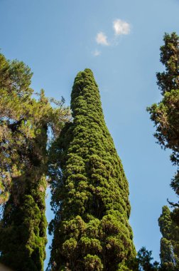 Yeşil selvi ağaçlarıyla süslenmiş güzel dekore edilmiş bir park..
