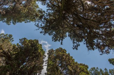 Ağaç taçlı gökyüzü. Zemin kattan bak. Güzel doğa. Pinery 'de. Mavi gökyüzü güneşli ve bulutlu.
