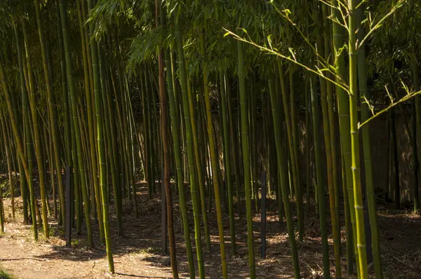 Parkta güzel bambu çalılıkları, doğal doku arkaplanı.