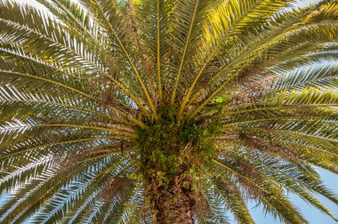Palmiye ağaçlarının alçak açılı görüntüsü, kabarık beyaz bulutlarla masmavi gökyüzüne doğru uzanıyor..