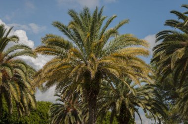 Palmiye ağaçlarının alçak açılı görüntüsü, kabarık beyaz bulutlarla masmavi gökyüzüne doğru uzanıyor..