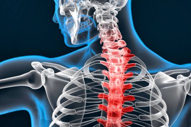 Illustration of human spine. 3D Rendering