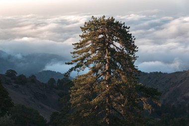 Lone Pine Bulut kaplı Troodos dağlarında. Kıbrıs
