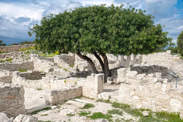 활기찬 나무는 극적인 아래에 가옥의 오래된 가운데 있습니다 쿠리온 고고학 로열티 프리 스톡 사진