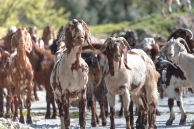 İlginç bir grup otantik Kıbrıslı keçi güneş ışığıyla aydınlanmış bir ülke yolunda yürürken, bazıları kameraya bakıyor. Maronas köyü Paphos İlçesi, Kıbrıs