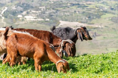 Güzel pastoral manzara keçilerin yemyeşil çimlerde otladıkları yuvarlak tepeli güzel kırsal kesimde. Maronas köyü, Kıbrıs