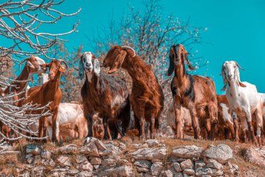Değişik renk ceketli otantik Kıbrıslı keçi grubu, berrak bir gökyüzünün altında sakin bir dağ manzarasında otluyor.