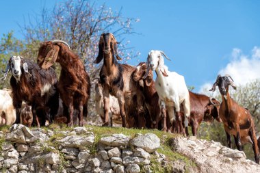 Kayalık bir yamaçta toplanan bir grup keçi bahar havasının tadını çıkarıyor. Maronas köyü, Kıbrıs