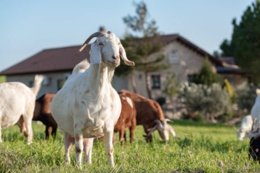 Kıbrıs 'ta bir çiftlik evinin önünde bir sürüyle otlanırken dingin beyaz keçi göze çarpıyor