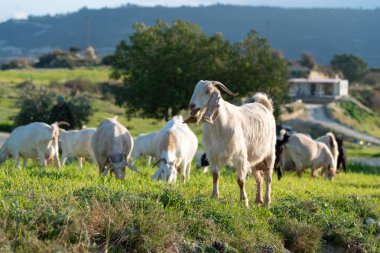 Çimenli ve kır manzaralı keçi sürüsü, kameraya bakan bir keçi. Kıbrıs