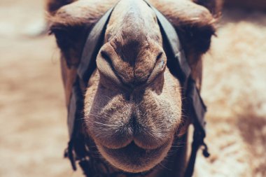 Koşum takımı takan Dromedary devesi çölde ileriye bakıyor.