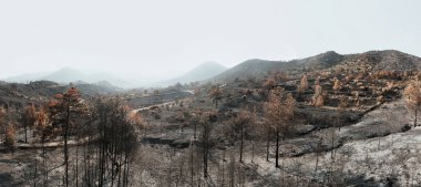 Arakapas köyü yakınlarındaki bir yangının yıkıcı sonuçlarını gösteren ıssız bir arazi. Limasol İlçesi, Kıbrıs