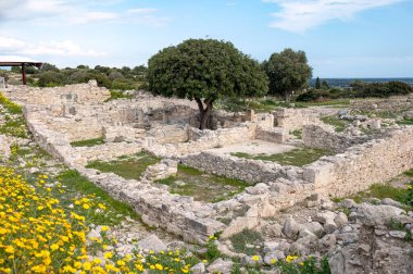 Kourion arkeoloji sahasında Roma evinin kalıntılarının arasında duran tek bir ağaç. Limasol İlçesi, Kıbrıs