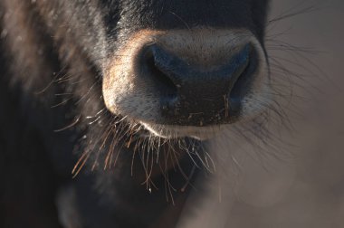 Islak burnunu ve uzun bıyıklarını gösteren koyu kahverengi bir Kıbrıs sığır türüne yakın çekim. Akrotiri bataklığı, Kıbrıs