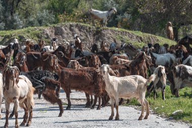 Kırsal bir yolda duran keçi sürüsü, güneşli bir bahar gününde Kıbrıs 'ın Paphos İlçesi' nde terk edilmiş Maronas köyü yakınlarında yeşil çimlerde otluyor.