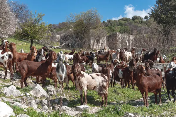 Keçi sürüsü bir dağ otlağında çiçek açan ağaçlarla ve arka planda terk edilmiş bir evle duruyor. Maronas köyü, Paphos Bölgesi, Kıbrıs