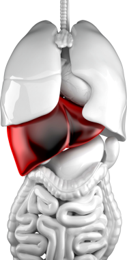 İnsan ciğeri Ayrıntılı anatomik illüstrasyon.