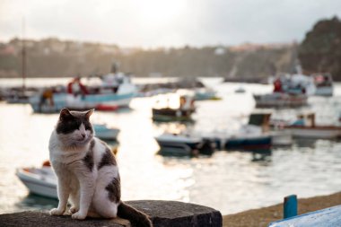 Procida, the island of cats.