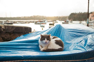 Procida, the island of cats.