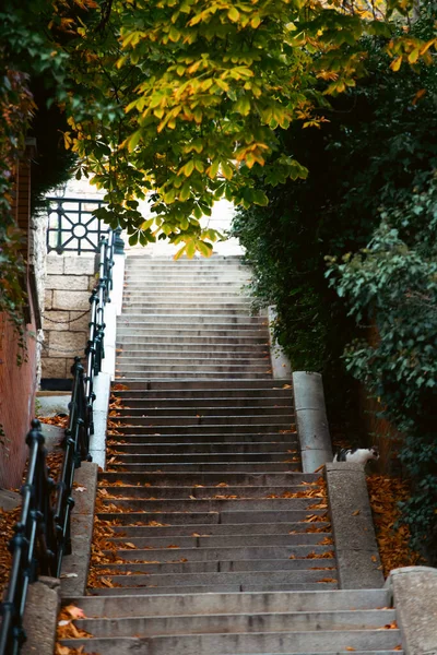 Herbstszene Auf Den Straßen Von Budapest — Stockfoto