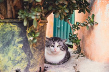 Procida, the island of cats.
