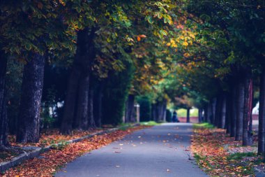 Budapeşte sokaklarında sonbahar sahnesi.