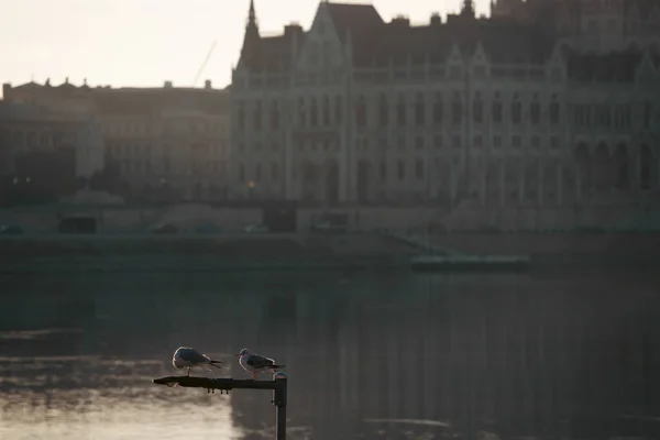 Чайки Реке Дунай Будапеште Венгрия — стоковое фото
