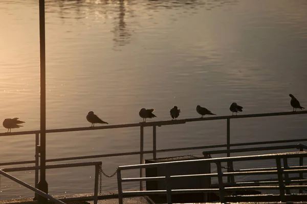Seagulls Danube River Budapest Hungary — Stock Photo, Image