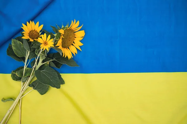Drapeau Ukraine Tournesol Est Fleur Nationale Ukraine — Photo