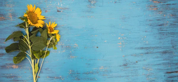Gelbe Sonnenblumen Auf Blauem Holzgrund Kopierraum Ansicht Von Oben — Stockfoto