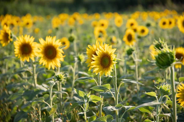 Sunflower Natural Background Sunflower Blooming — Stock Photo, Image