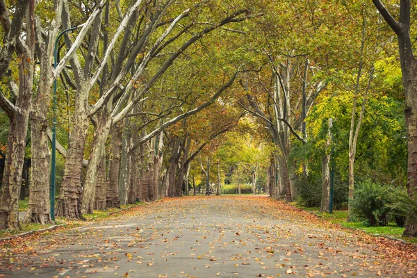 カラフルな木々や日光の公園で美しいロマンチックな路地 秋の自然 — ストック写真