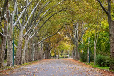 Renkli ağaçlar ve güneş ışığıyla dolu bir parkta güzel bir romantik sokak. sonbahar doğal arka plan