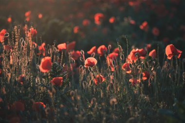 Canlı haşhaş tarlası - Ateşkes veya Anma Günü konsepti