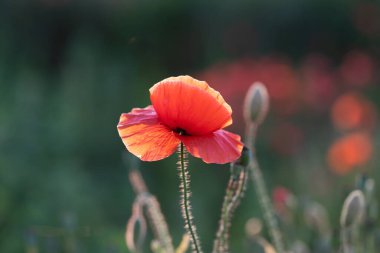 Sihirli günbatımı ışığında vahşi haşhaş tarlası. Anma Günü konsepti.
