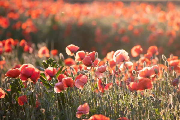 Vivid Poppy Field Magic Sunset Armistice Remembrance Day Concept — Stock Photo, Image