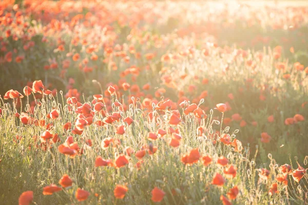 Lebendiges Mohnfeld Magischen Sonnenuntergang Armistice Remembrance Day Konzept — Stockfoto