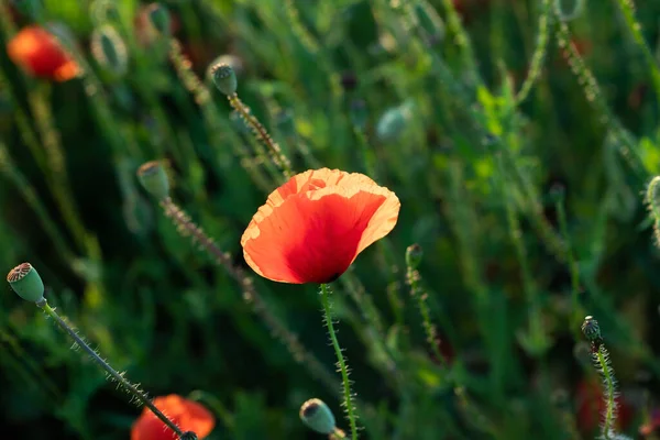 Wild Vivid Poppy Field Magic Sunset Light Remembrance Day Concept — Stock Photo, Image