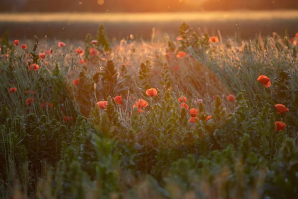 在神奇的落日光芒中 野生的生动罂粟地 纪念日的概念 — 图库照片