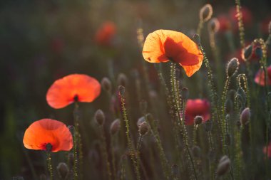 Sihirli günbatımı ışığında vahşi haşhaş tarlası. Anma Günü konsepti.