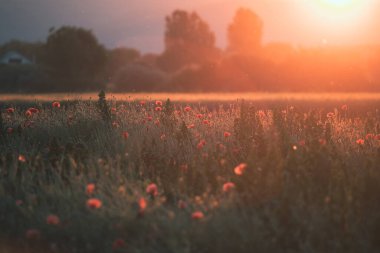 Sihirli günbatımı ışığında vahşi haşhaş tarlası. Anma Günü konsepti.