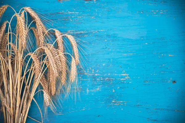 Sheaf Wheat Blue Wood Background — Stok Foto