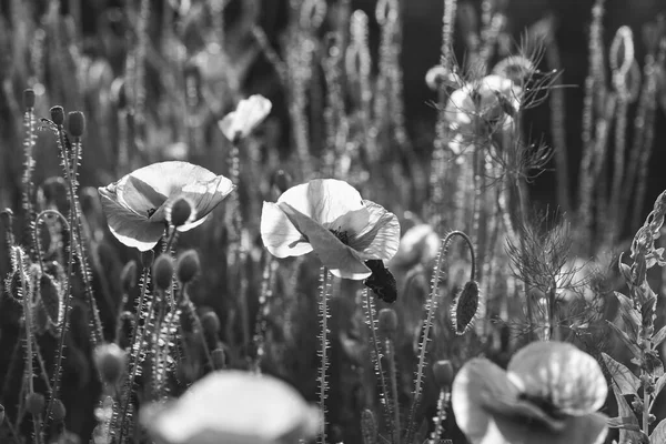 野生のケシ畑の黒と白の写真 記念日のコンセプト — ストック写真