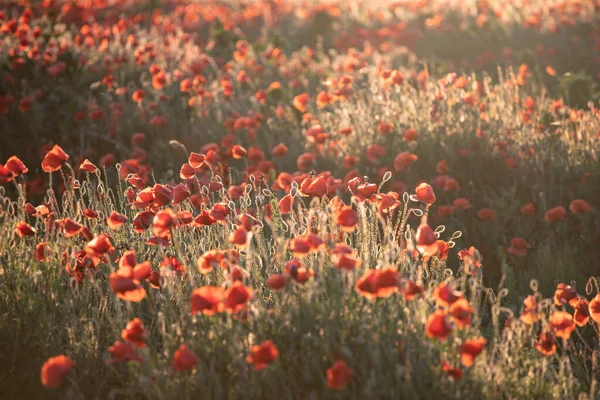 Lebendiges Mohnfeld Magischen Sonnenuntergang Armistice Remembrance Day Konzept — Stockfoto