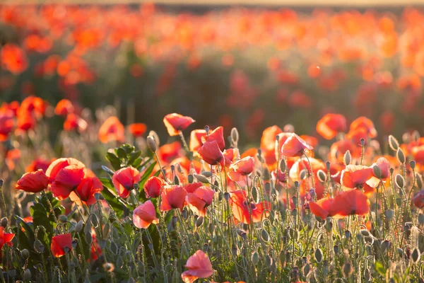 Vivid Poppy Field Magic Sunset Armistice Remembrance Day Concept — Stock Photo, Image